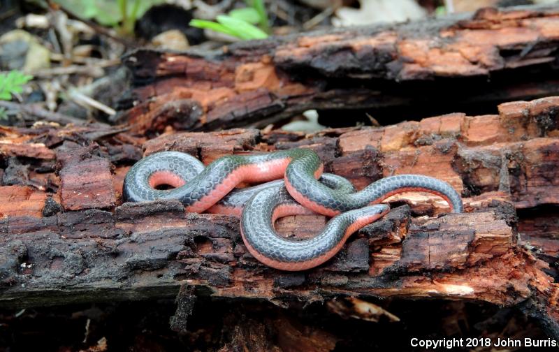 Western Wormsnake (Carphophis vermis)