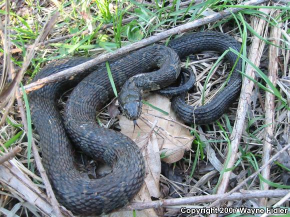 Northern Watersnake (Nerodia sipedon sipedon)