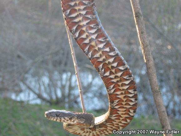 Northern Watersnake (Nerodia sipedon sipedon)