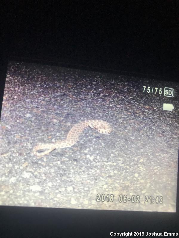 Desert Massasauga (Sistrurus catenatus edwardsii)