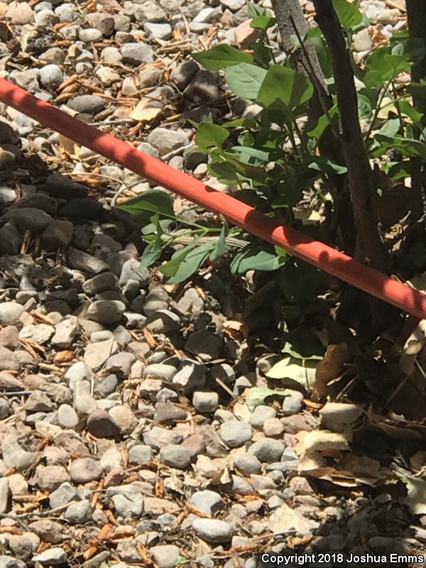 New Mexico Whiptail (Aspidoscelis neomexicana)