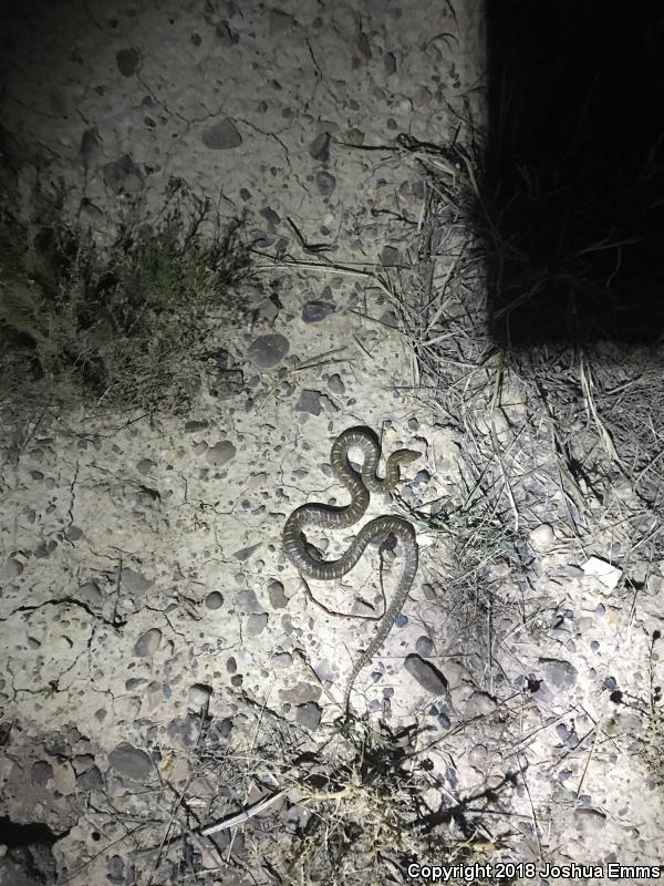 Kansas Glossy Snake (Arizona elegans elegans)