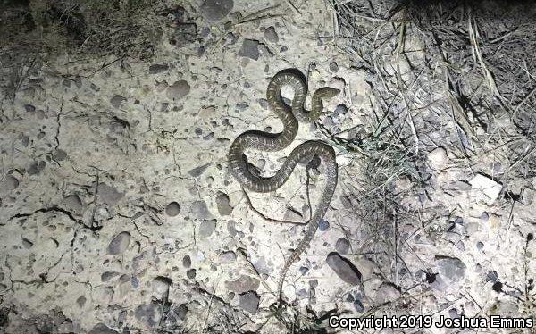 Kansas Glossy Snake (Arizona elegans elegans)