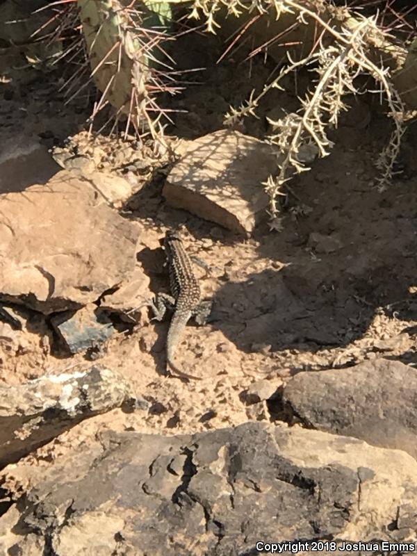 Chihuahuan Spotted Whiptail (Aspidoscelis exsanguis)