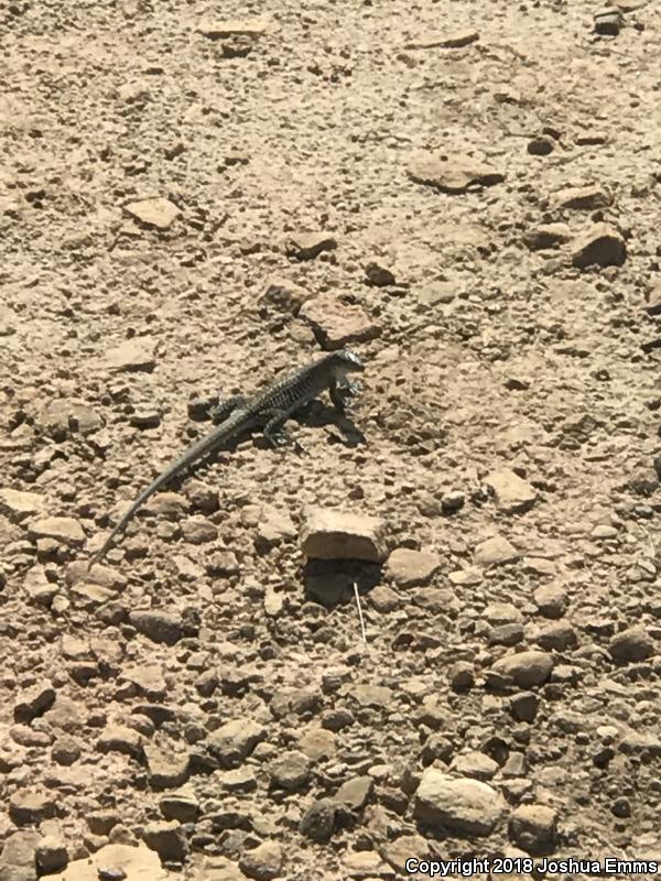 Chihuahuan Spotted Whiptail (Aspidoscelis exsanguis)