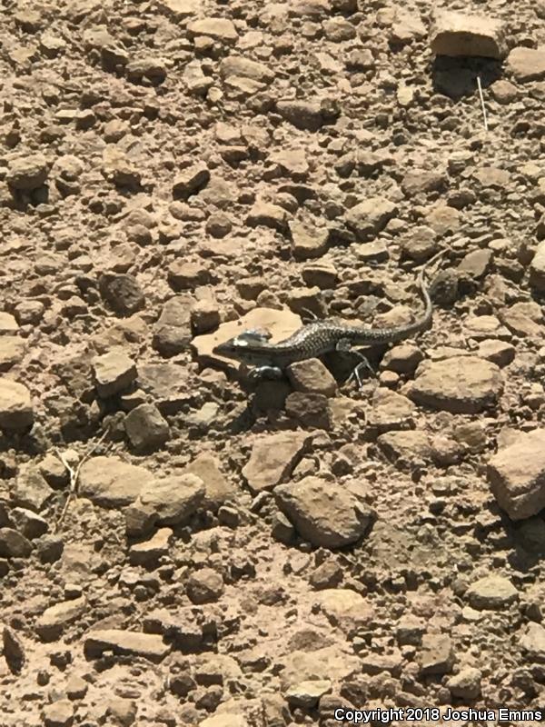 Chihuahuan Spotted Whiptail (Aspidoscelis exsanguis)