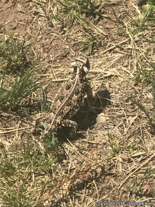 Texas Horned Lizard (Phrynosoma cornutum)