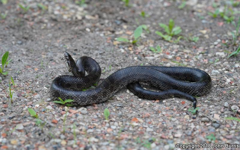 Prairie Kingsnake (Lampropeltis calligaster calligaster)