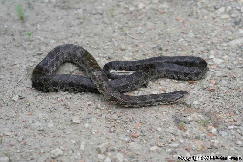 Prairie Kingsnake (Lampropeltis calligaster calligaster)