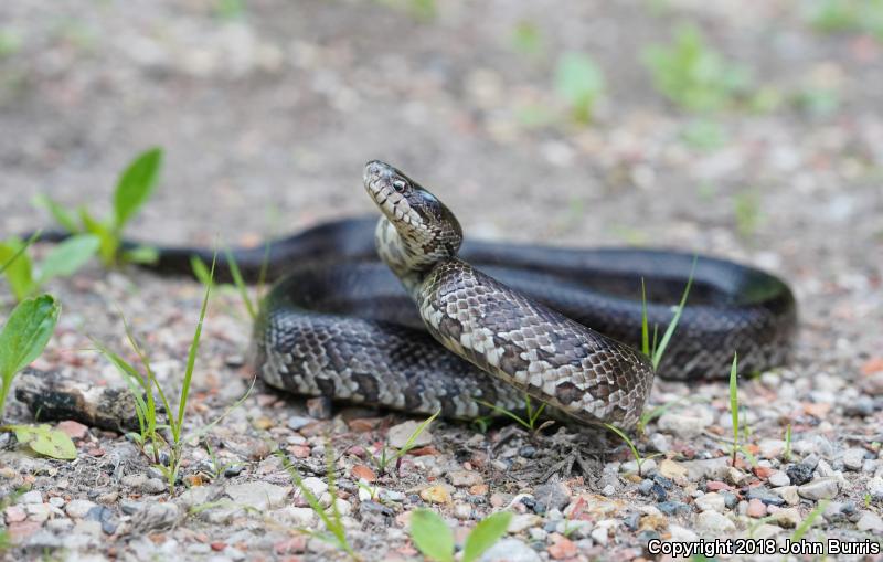 Prairie Kingsnake (Lampropeltis calligaster calligaster)