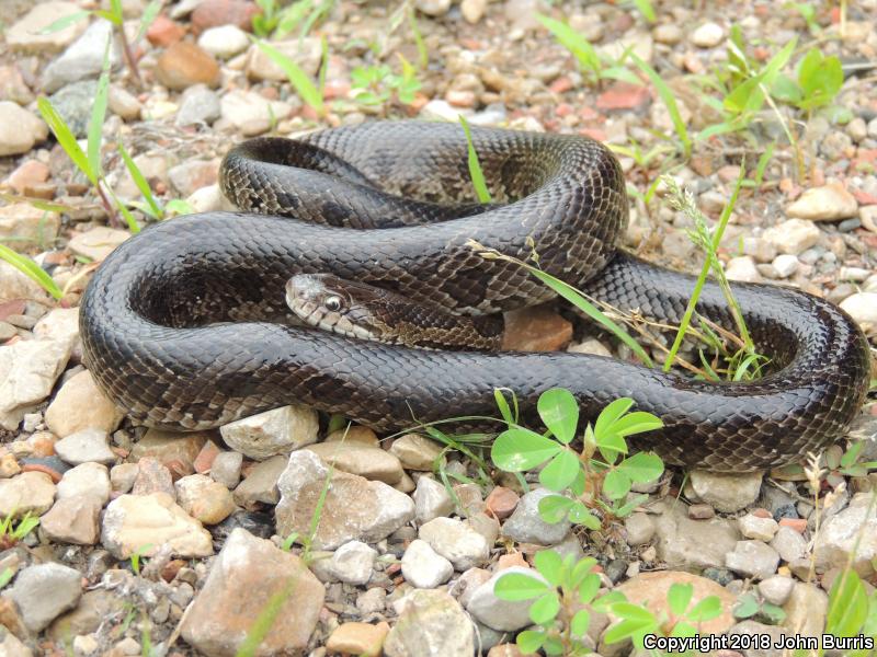 Prairie Kingsnake (Lampropeltis calligaster calligaster)