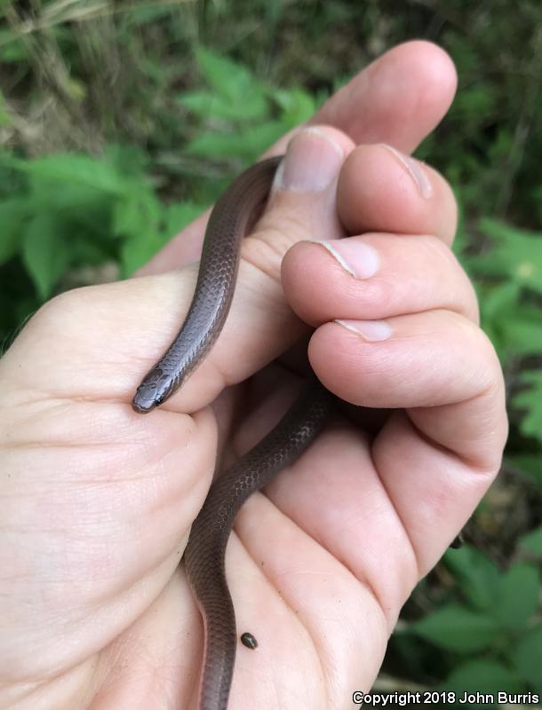 Midwestern Wormsnake (Carphophis amoenus helenae)