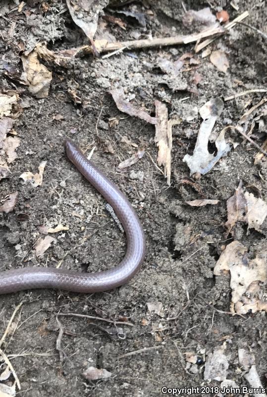 Midwestern Wormsnake (Carphophis amoenus helenae)