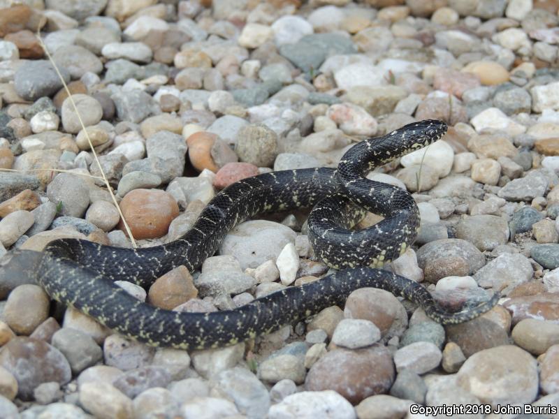 Black Kingsnake (Lampropeltis getula nigra)