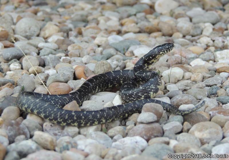 Black Kingsnake (Lampropeltis getula nigra)