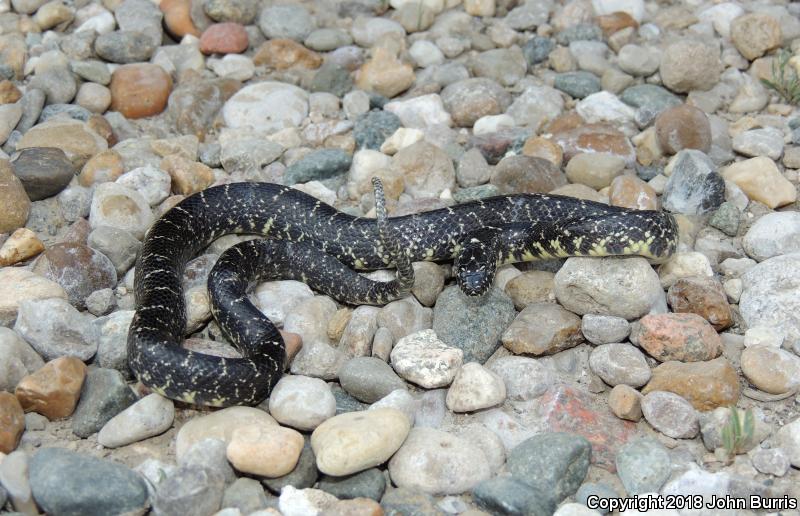 Black Kingsnake (Lampropeltis getula nigra)