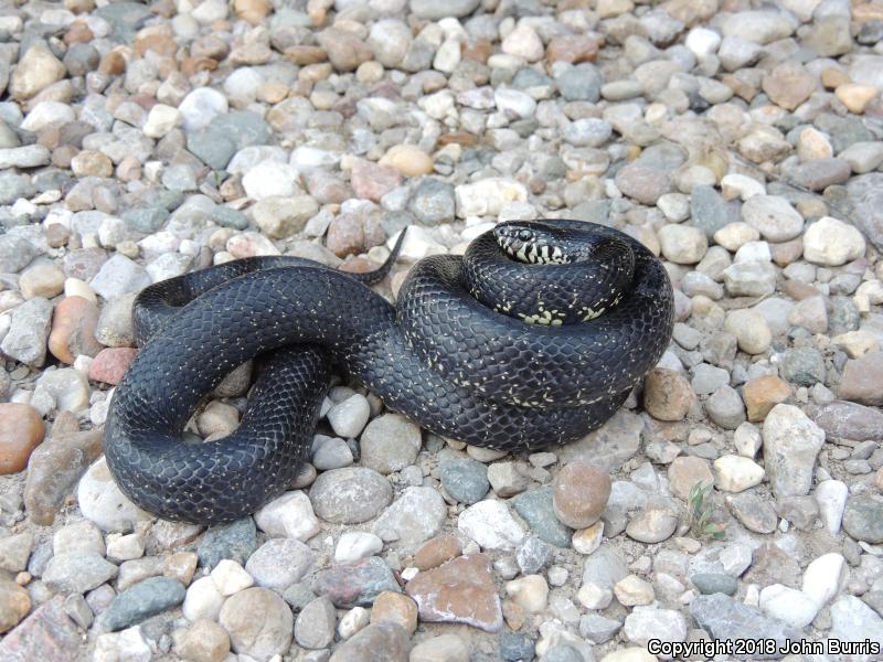 Black Kingsnake (Lampropeltis getula nigra)