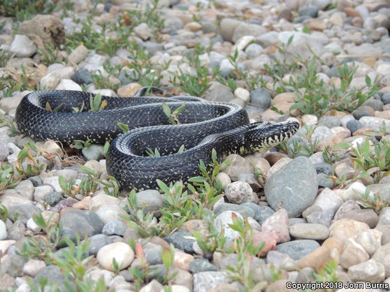 Black Kingsnake (Lampropeltis getula nigra)