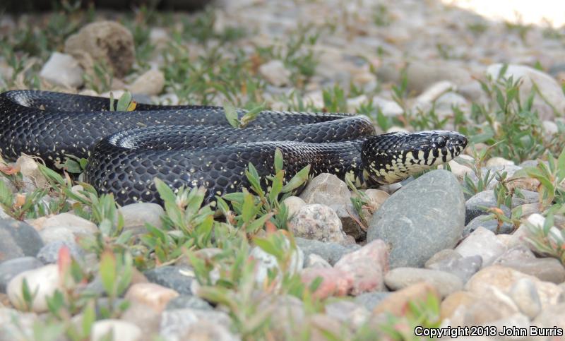 Black Kingsnake (Lampropeltis getula nigra)