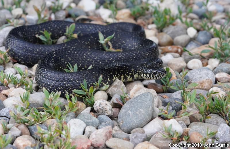 Black Kingsnake (Lampropeltis getula nigra)