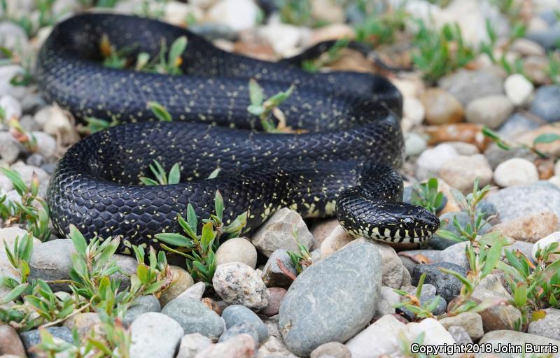 Black Kingsnake (Lampropeltis getula nigra)