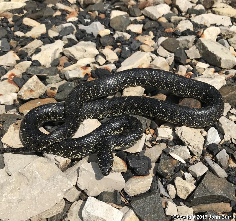 Black Kingsnake (Lampropeltis getula nigra)