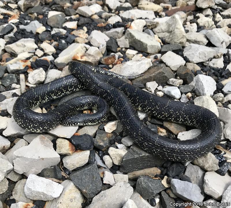 Black Kingsnake (Lampropeltis getula nigra)