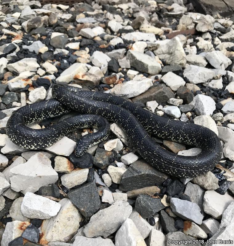 Black Kingsnake (Lampropeltis getula nigra)