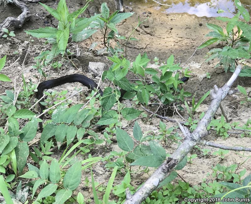 Copper-bellied Watersnake (Nerodia erythrogaster neglecta)