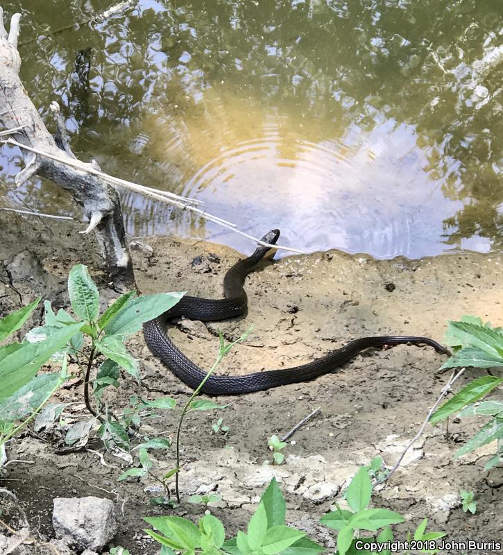 Copper-bellied Watersnake (Nerodia erythrogaster neglecta)