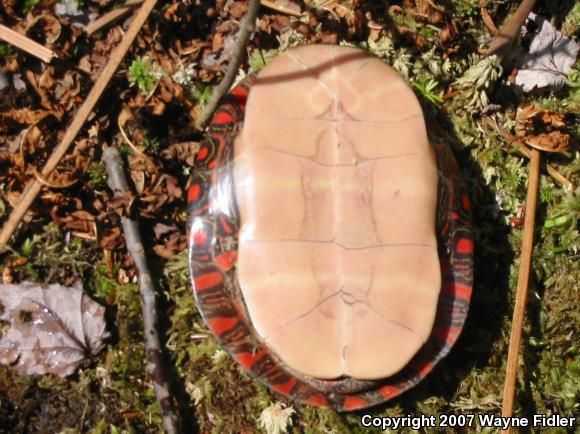 Midland Painted Turtle (Chrysemys picta marginata)