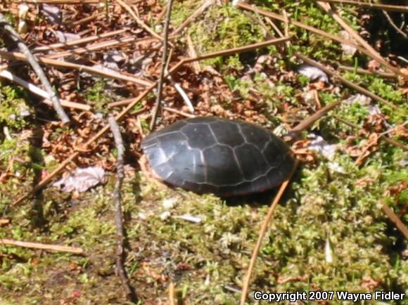 Midland Painted Turtle (Chrysemys picta marginata)