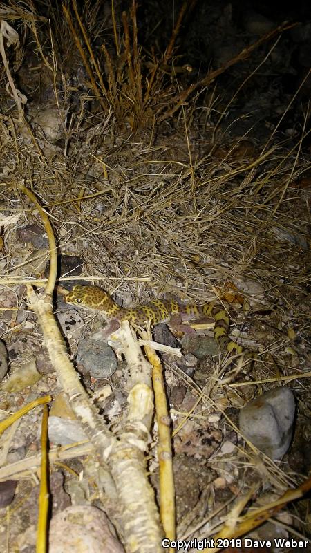 Texas Banded Gecko (Coleonyx brevis)