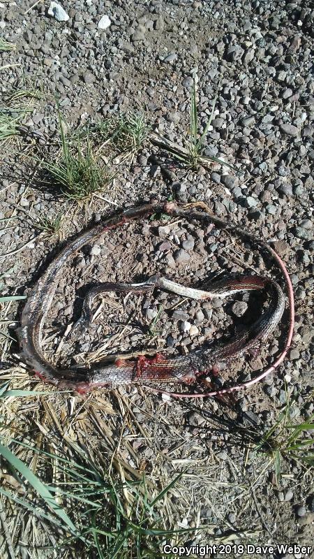 Central Texas Whipsnake (Coluber taeniatus girardi)