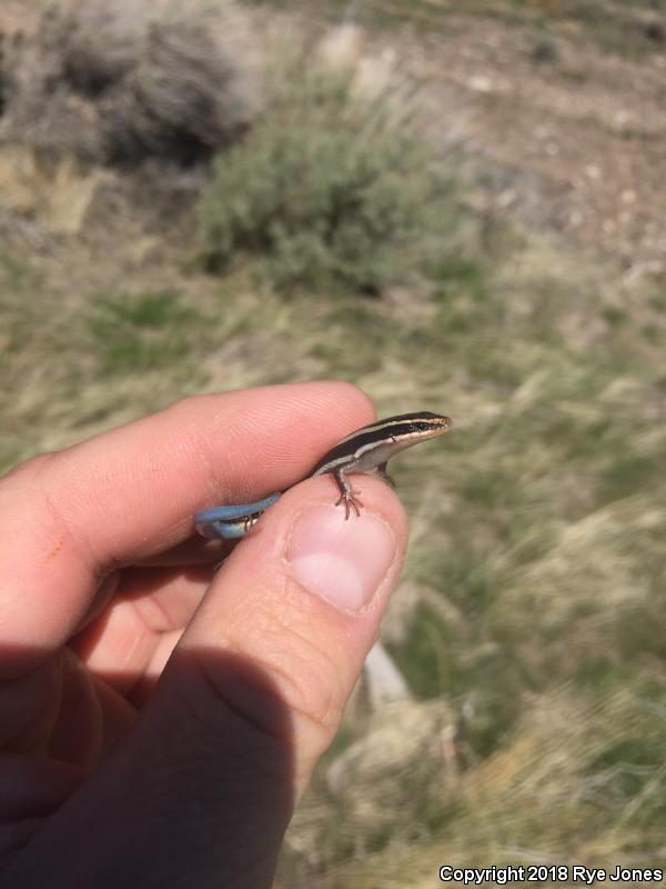 Great Basin Skink (Plestiodon skiltonianus utahensis)