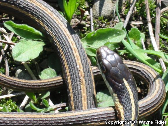 Northern Ribbonsnake (Thamnophis sauritus septentrionalis)