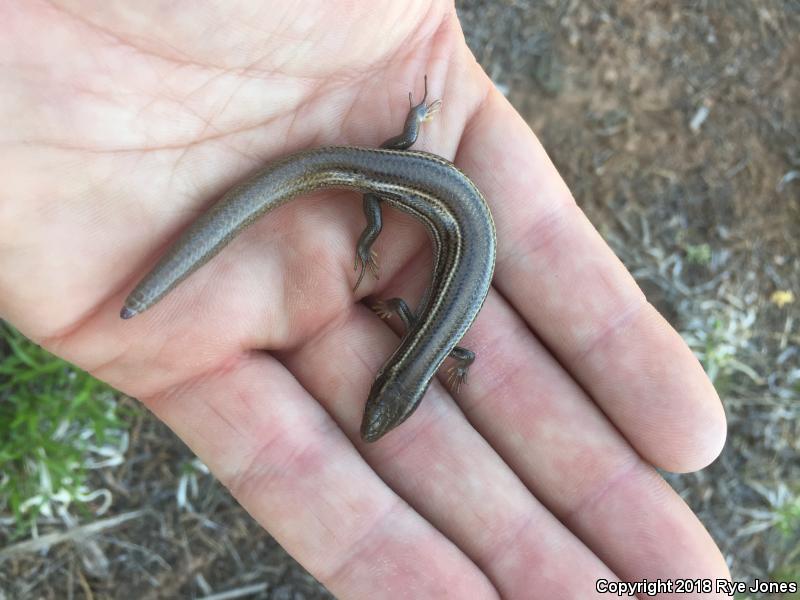 Variable Skink (Plestiodon multivirgatus epipleurotus)