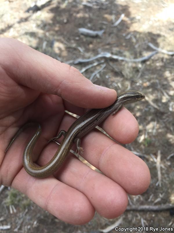 Variable Skink (Plestiodon multivirgatus epipleurotus)