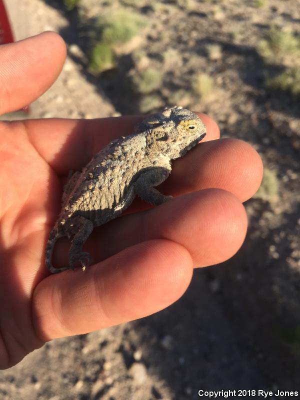 Northern Desert Horned Lizard (Phrynosoma platyrhinos platyrhinos)