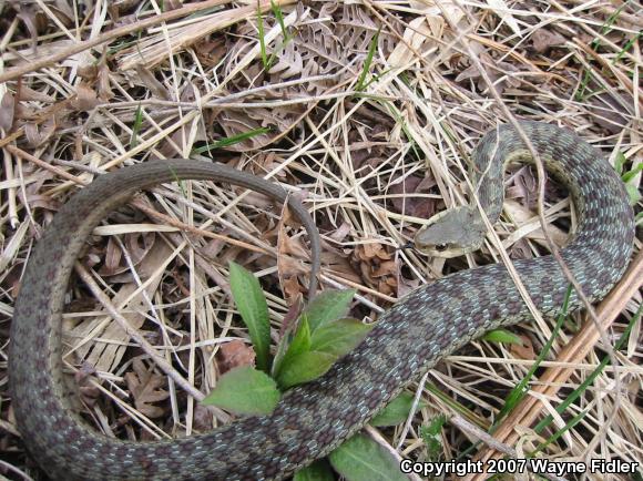 Eastern Gartersnake (Thamnophis sirtalis sirtalis)