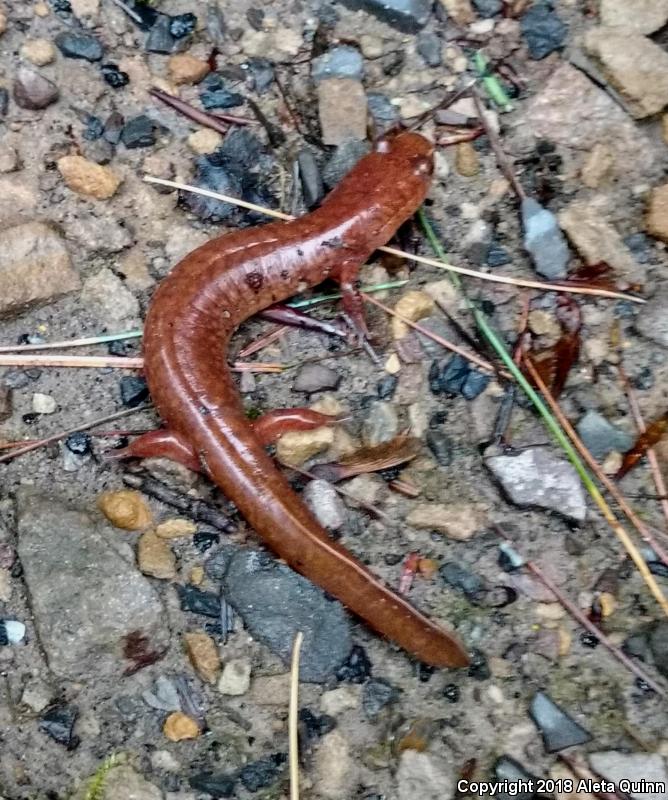 Spring Salamander (Gyrinophilus porphyriticus)