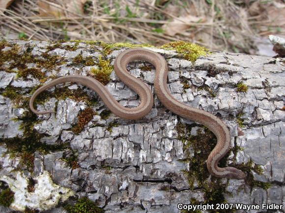 Northern Brownsnake (Storeria dekayi dekayi)