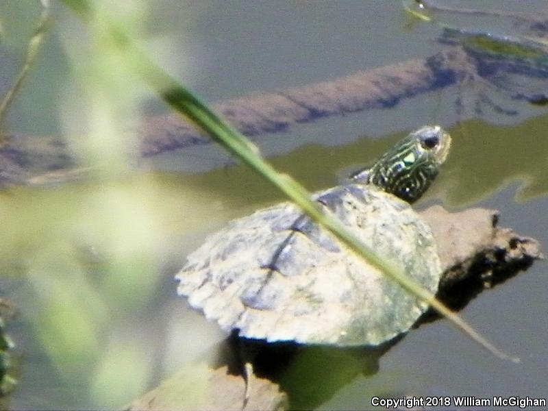 Northern Map Turtle (Graptemys geographica)