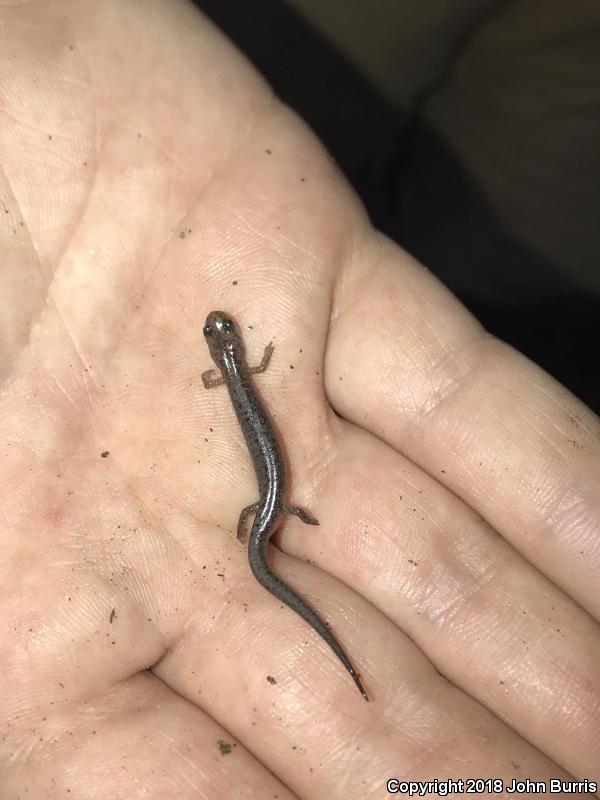Northern Zigzag Salamander (Plethodon dorsalis)