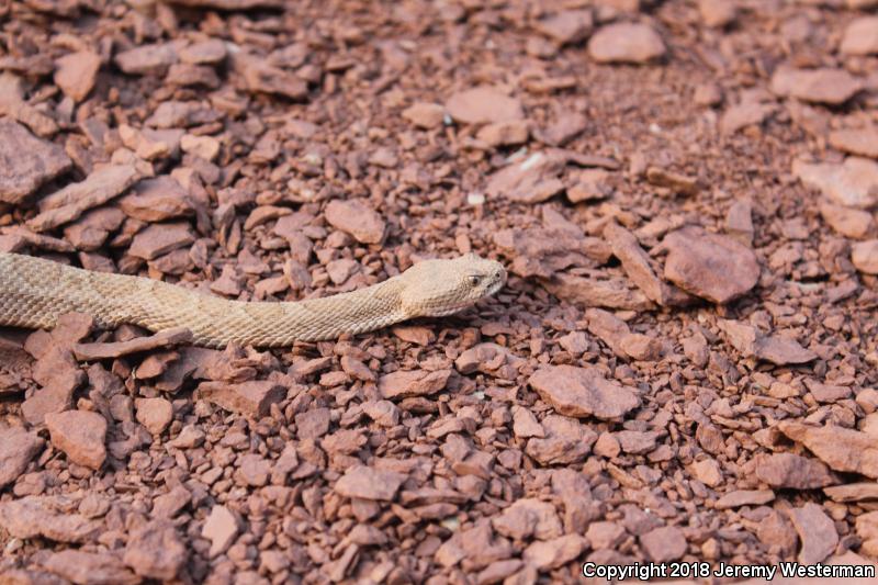 Midget Faded Rattlesnake (Crotalus oreganus concolor)