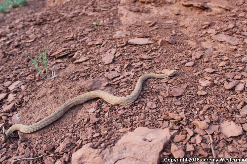 Midget Faded Rattlesnake (Crotalus oreganus concolor)