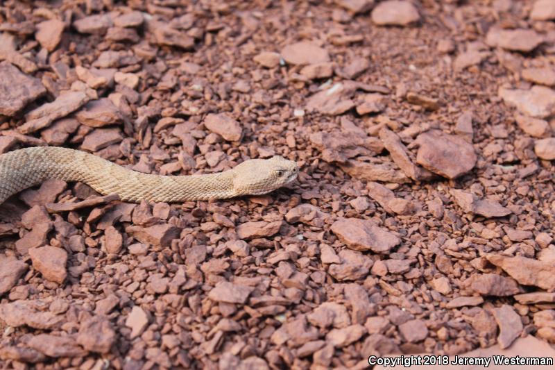 Midget Faded Rattlesnake (Crotalus oreganus concolor)