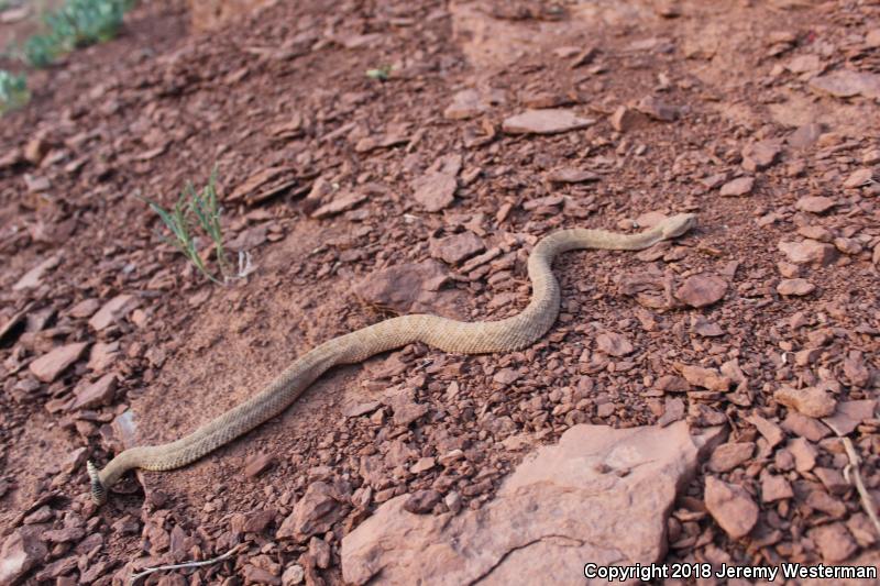 Midget Faded Rattlesnake (Crotalus oreganus concolor)