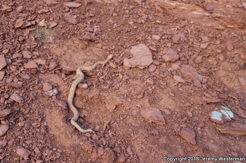 Midget Faded Rattlesnake (Crotalus oreganus concolor)