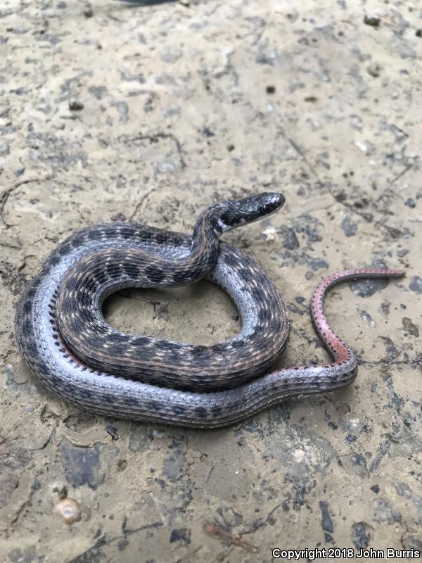 Kirtland's Snake (Clonophis kirtlandii)